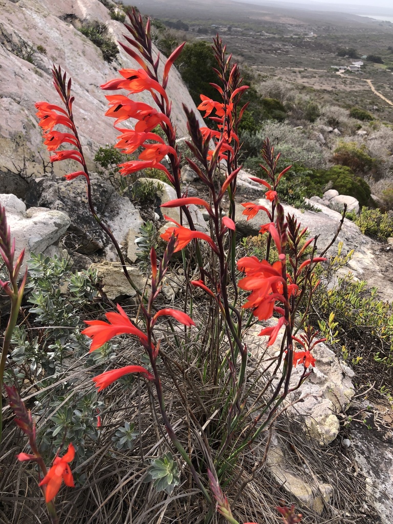 Saldanha Watsonia