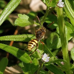 Nomada lathburiana