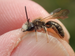 Andrena chrysosceles