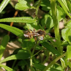 Nomada lathburiana