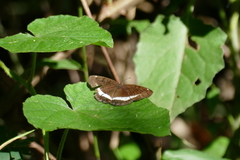 Eurytela hiarbas