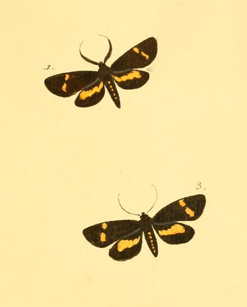 Ephialtias monilis
