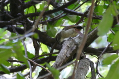 Phyllastrephus cabanisi