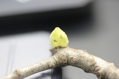 Callirhytis quercusventricosa