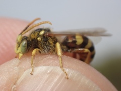 Nomada lathburiana