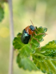 Smaragdina semiaurantiaca