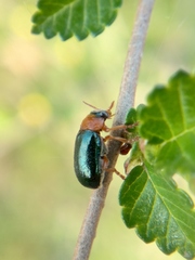 Smaragdina semiaurantiaca