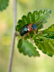 Smaragdina semiaurantiaca