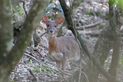 Nesotragus moschatus