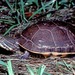 Western Chicken Turtle - Photo (c) Diana-Terry Hibbitts, some rights reserved (CC BY-NC), uploaded by Diana-Terry Hibbitts