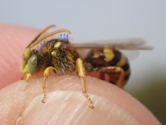 Nomada lathburiana