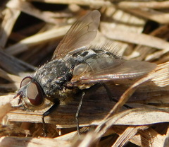 Pollenia rudis