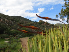 Aloe castanea