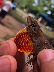 Anolis wilsoni