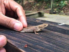 Anolis wilsoni