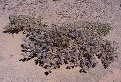 Tiquilia atacamensis
