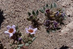 Tiquilia atacamensis