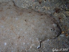 Solea senegalensis