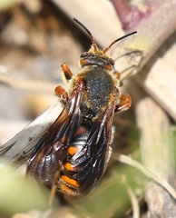 Rhodanthidium