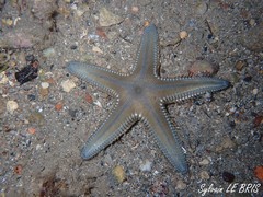Astropecten platyacanthus