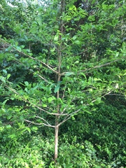 Ochna membranacea