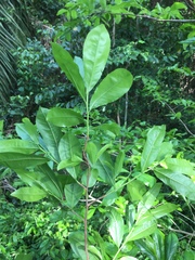 Ochna membranacea