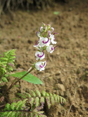 Pedicularis davidii
