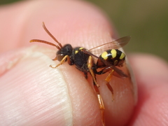 Nomada fucata