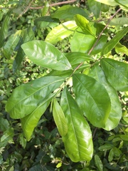 Ochna membranacea