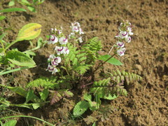 Pedicularis davidii