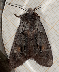 Lithophane furcifera