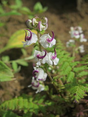 Pedicularis davidii