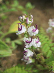 Pedicularis davidii