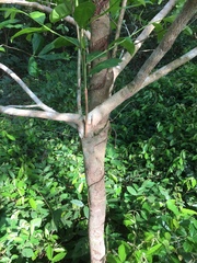 Ochna membranacea