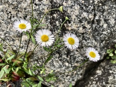 Erigeron karvinskianus