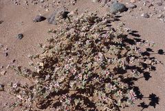 Tiquilia atacamensis