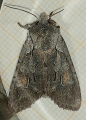 Lithophane furcifera