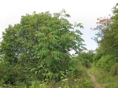 Toxicodendron vernicifluum