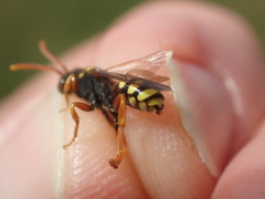 Nomada fucata