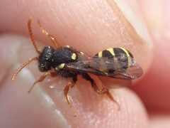 Nomada fucata