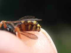 Nomada fucata