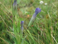 Gentianopsis paludosa
