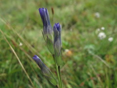 Gentianopsis paludosa