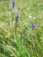 Gentianopsis paludosa