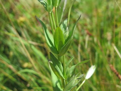 Gentianopsis paludosa