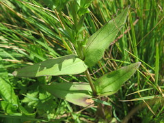 Gentianopsis paludosa