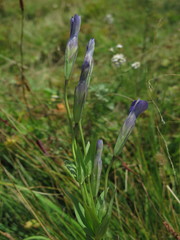 Gentianopsis paludosa