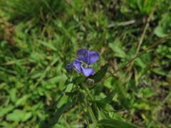 Gentianopsis paludosa