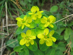 Euphorbia sikkimensis