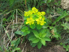 Euphorbia sikkimensis